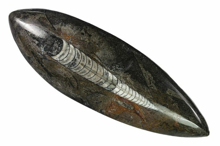 Polished Fossil Orthoceras (Cephalopod) - Morocco #138267